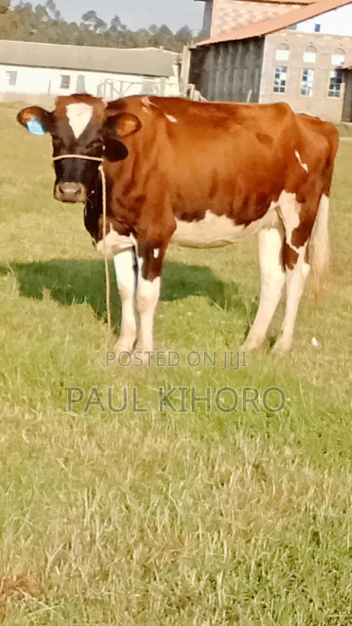 Giant Heifer 5month Incalf
