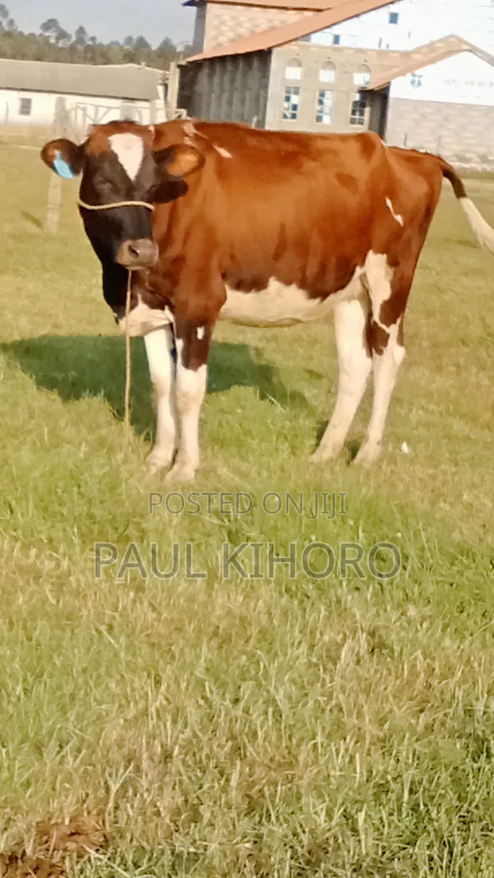 Giant Heifer 5month Incalf