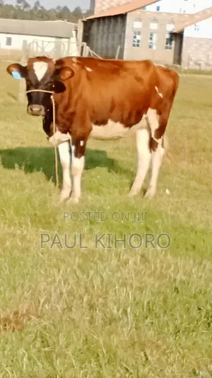 Giant Heifer 5month Incalf
