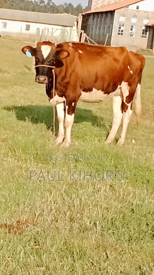 Giant Heifer 5month Incalf - thumbnail 5