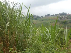 Banana Kawaida Plot