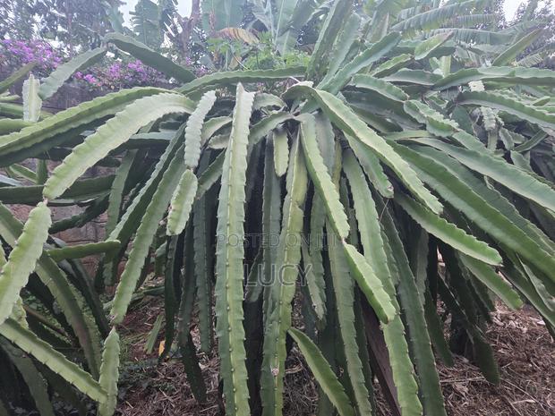Dragon Fruit Cuttings