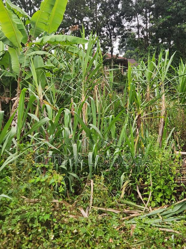 1⁄8 Acre Plots Kerarapon - thumbnail 7