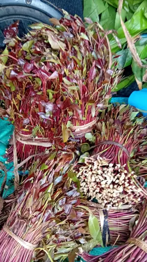 Shamba/Giza