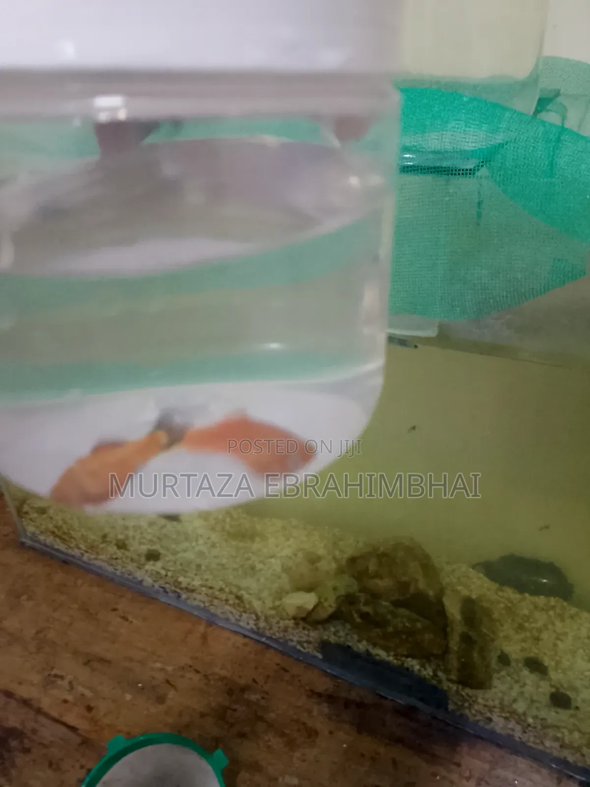Fish Aquarium