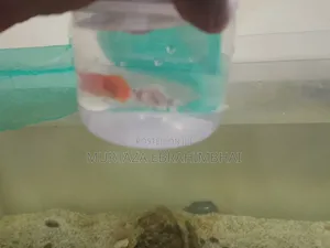 Fish Aquarium
