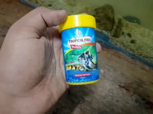 Fish Aquarium
