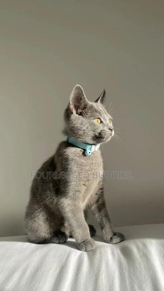 1-3 months Female Purebred Russian Blue