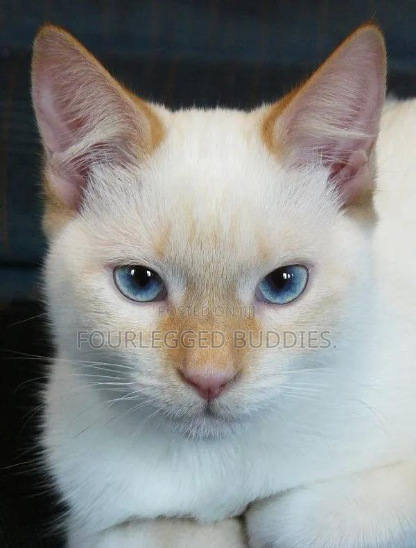 3-6 months Male Purebred Siamese