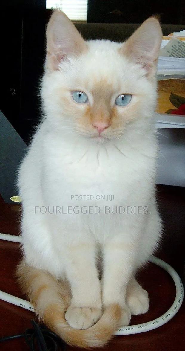 3-6 months Male Purebred Siamese - thumbnail 2