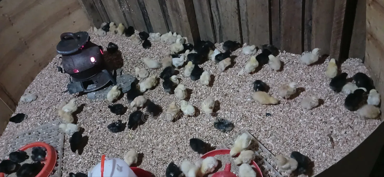 1day Old and I Month Chicks Fully Vaccinated