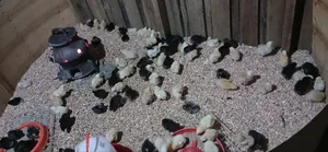 1day Old and I Month Chicks Fully Vaccinated