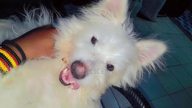1+ year Male Mixed Breed West Highland White Terrier