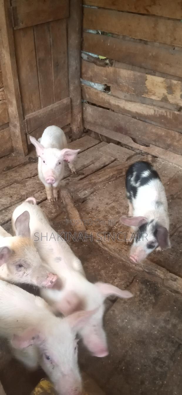 Piglets for Sale - main view