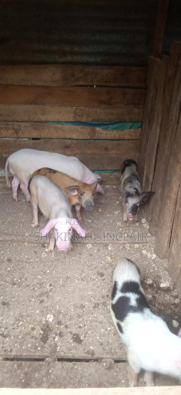 Piglets for Sale - thumbnail 2
