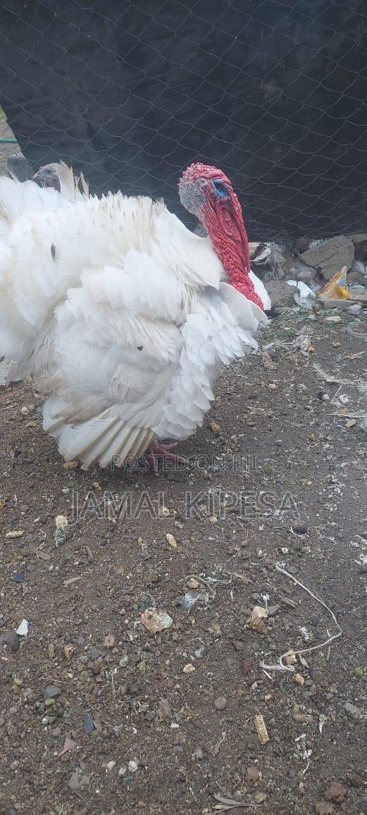 Male Turkey