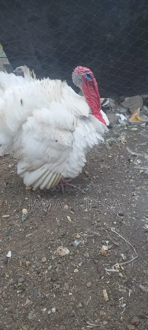 Male Turkey