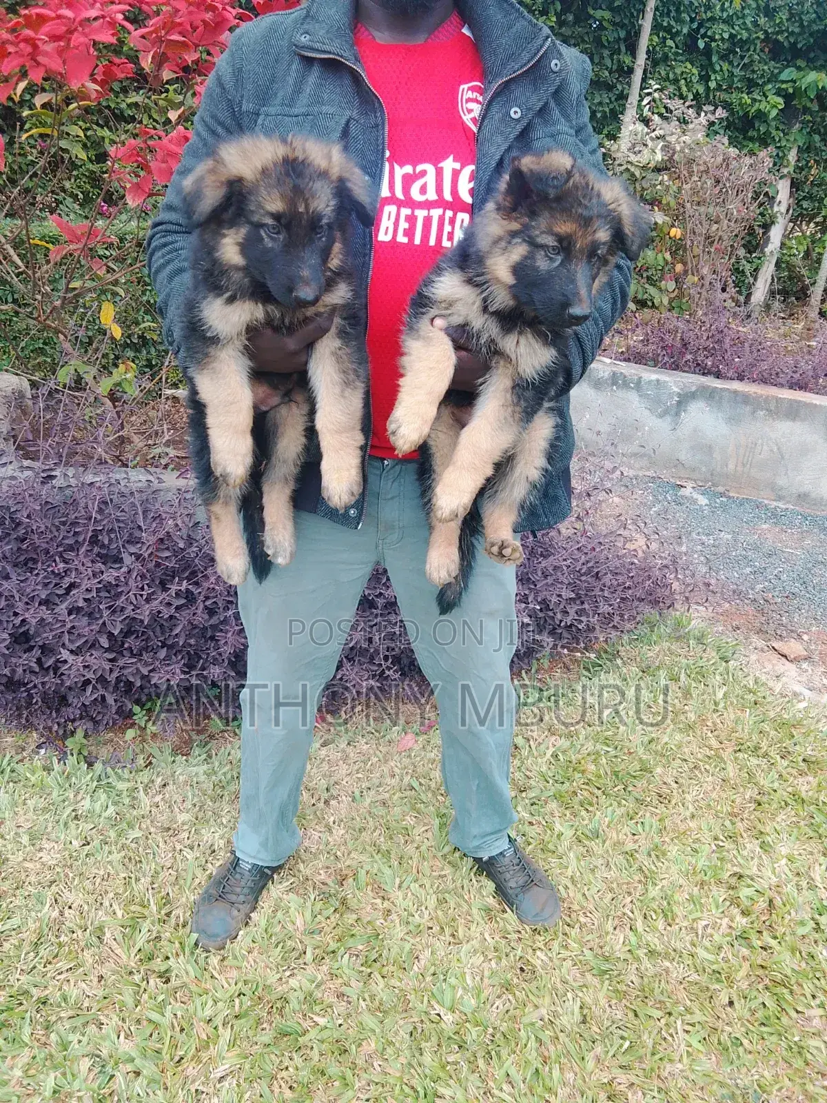 1-3 months Male Purebred German Shepherd