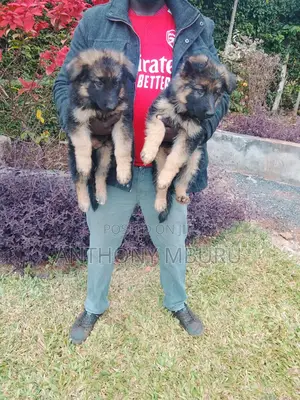 1-3 months Male Purebred German Shepherd