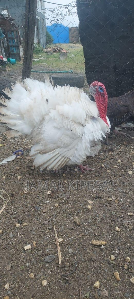 Male Turkey - thumbnail 2