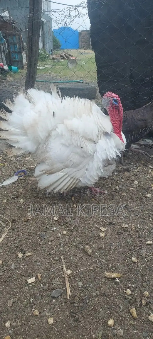 Male Turkey