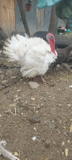 Male Turkey