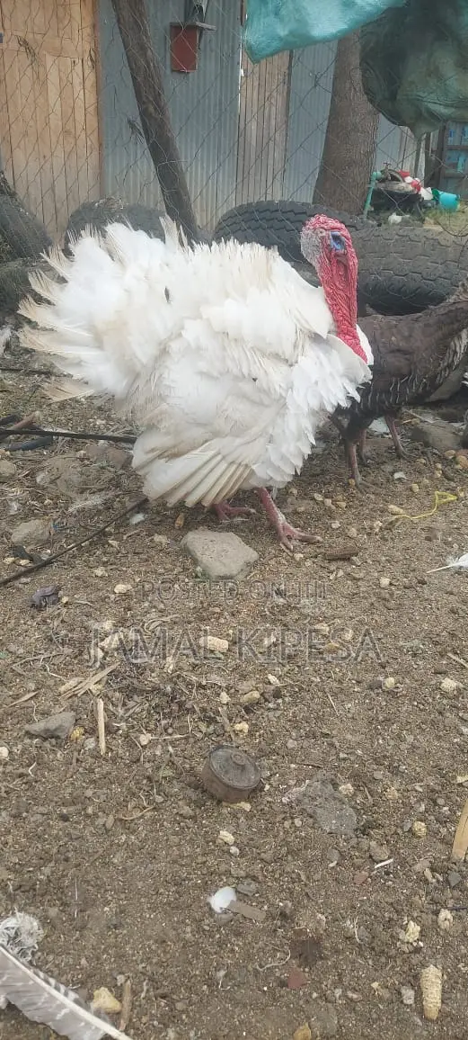 Male Turkey