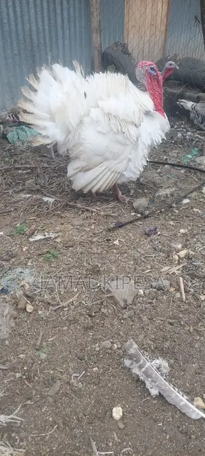 Male Turkey