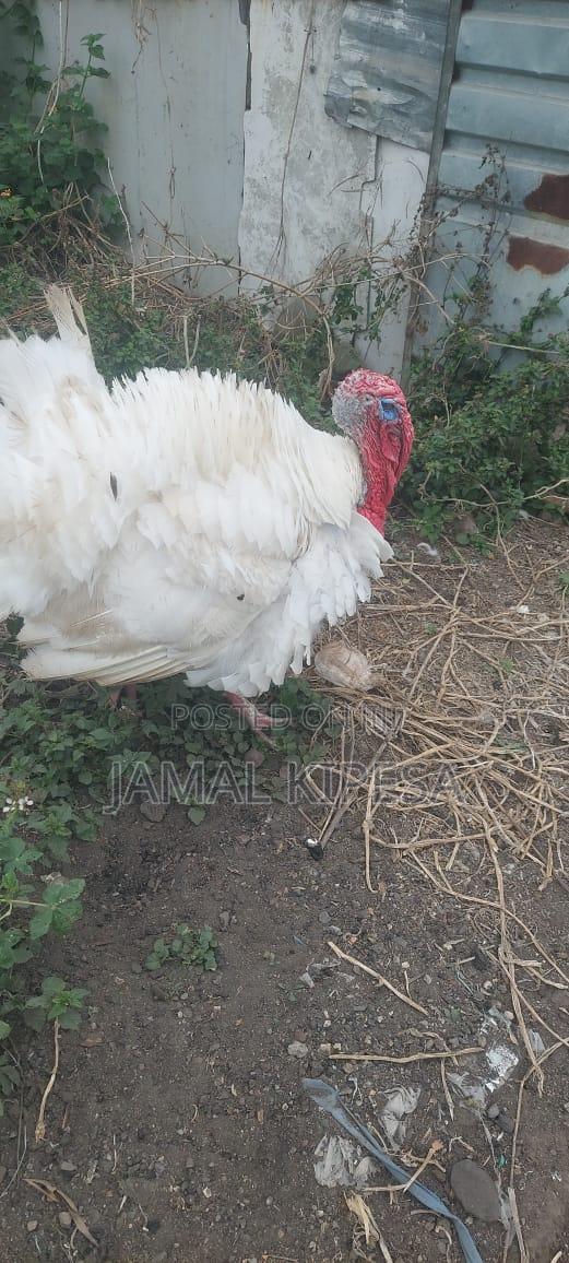 Male Turkey - thumbnail 5