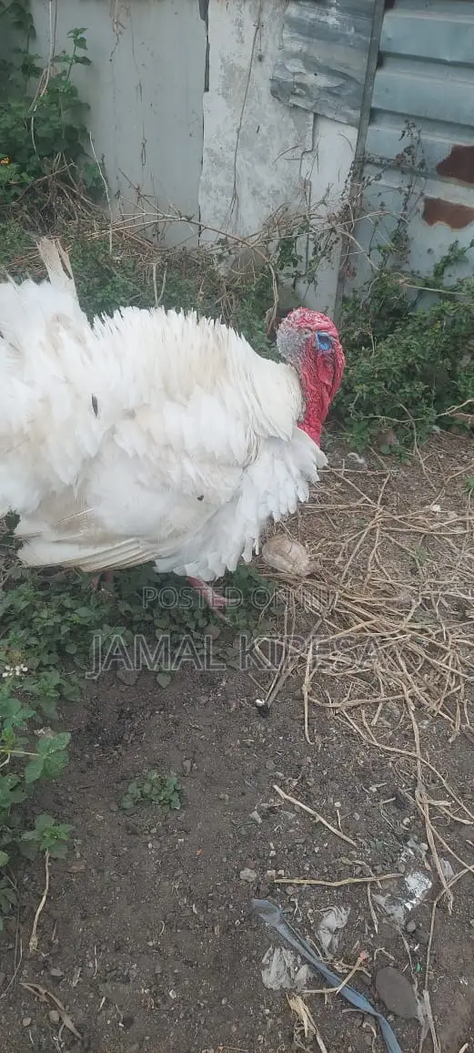 Male Turkey