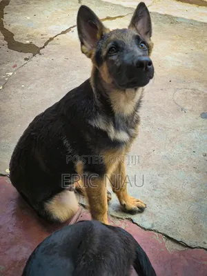 1-3 months Male Purebred German Shepherd