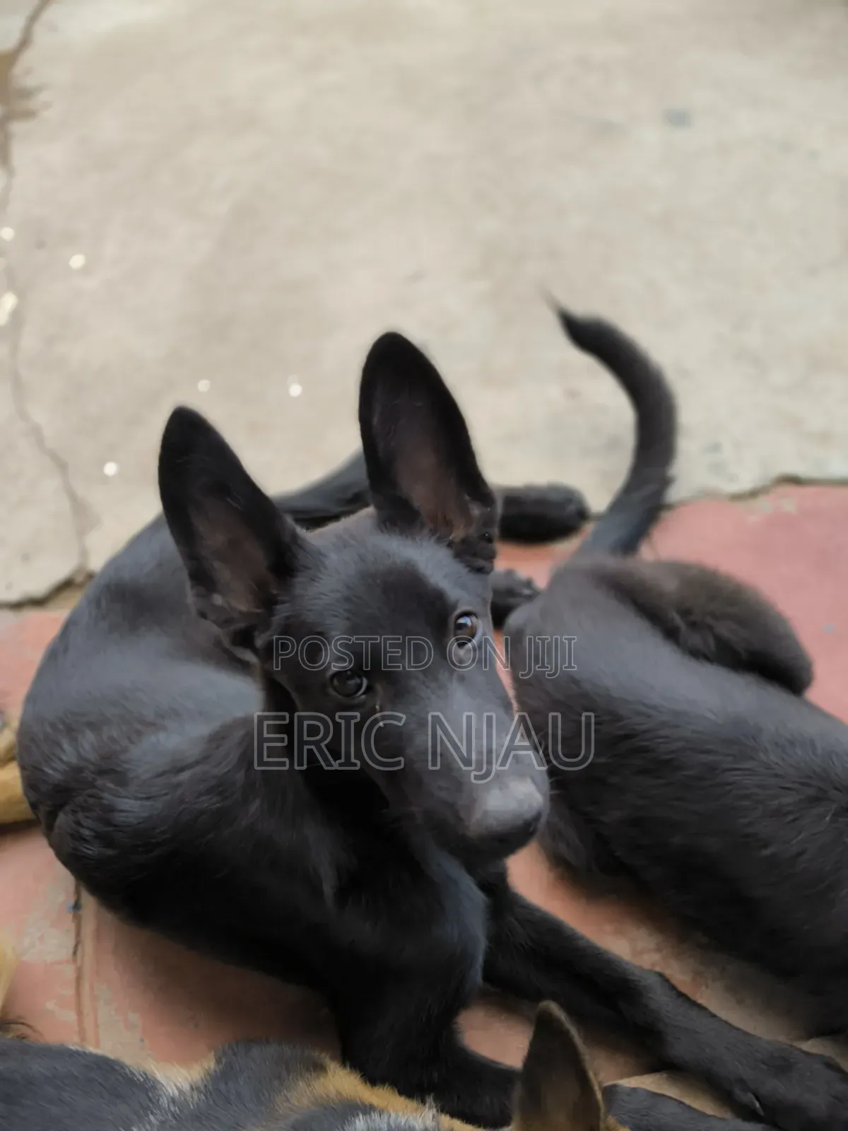 1-3 months Male Purebred German Shepherd