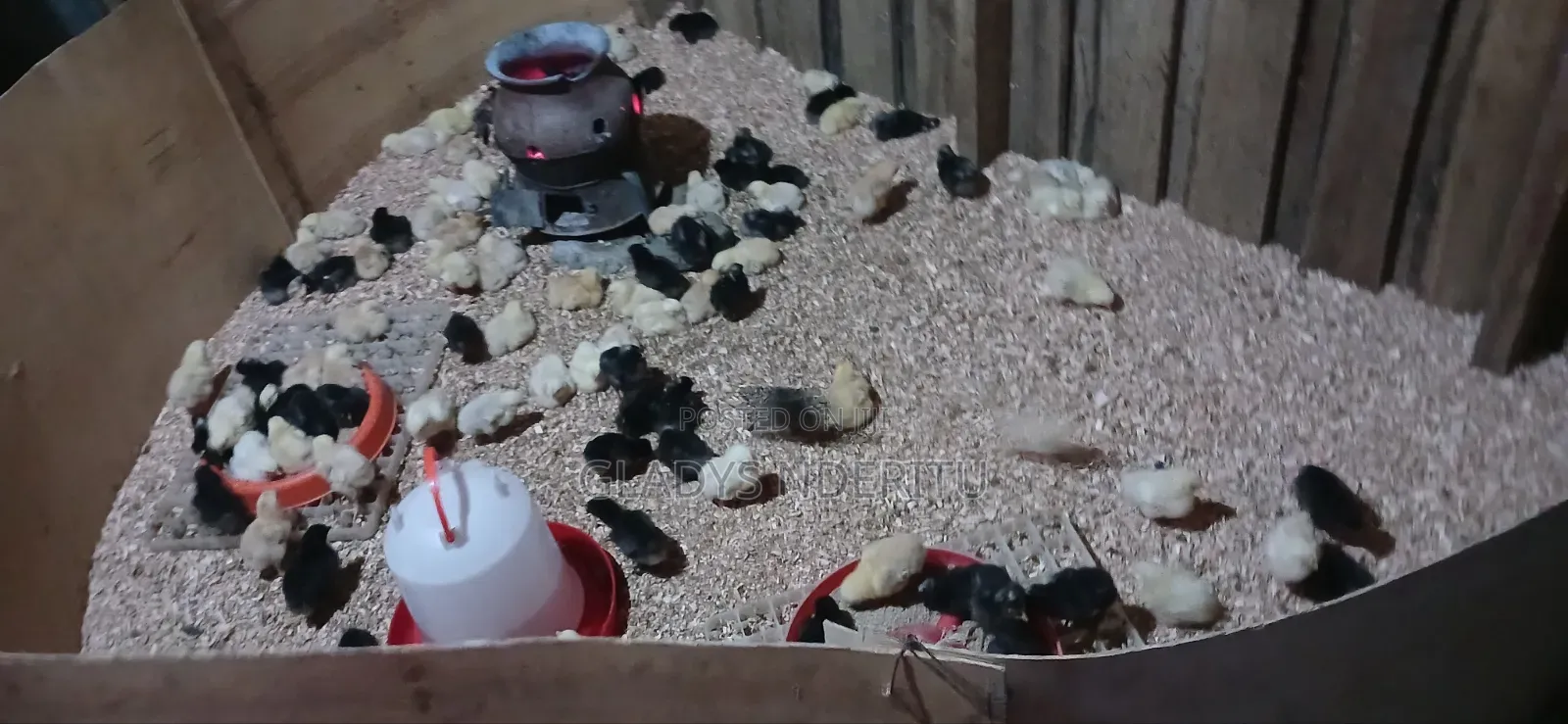 One Day Chick and One Month Old