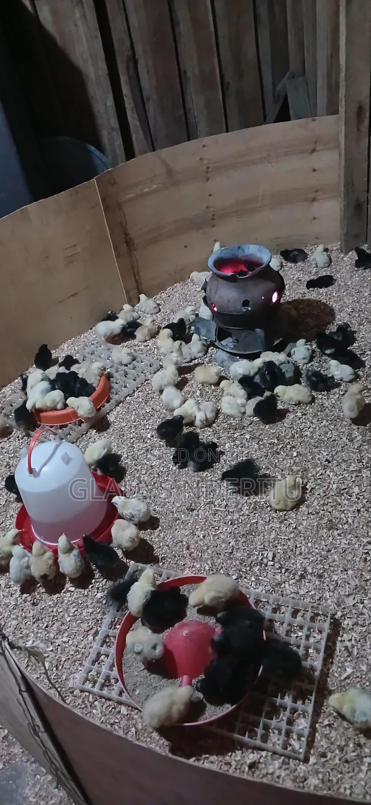 One Day Chick and One Month Old