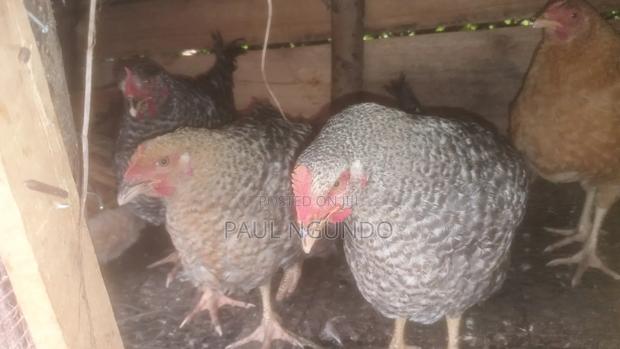 Kenbro Chicken