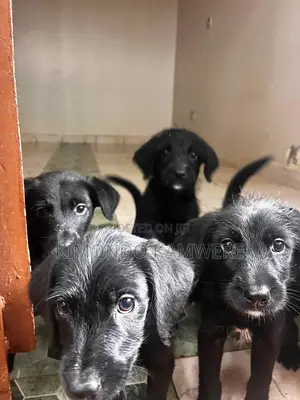 1-3 months Male Mixed Breed Goldendoodle
