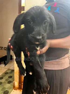 1-3 months Male Mixed Breed Goldendoodle