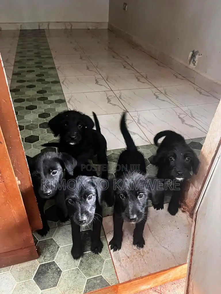 1-3 months Male Mixed Breed Goldendoodle