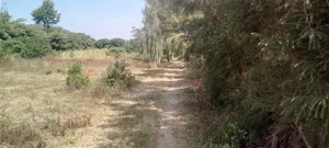 2 Plots 50×100 - 2plots100×100--1/2 Acer Plot