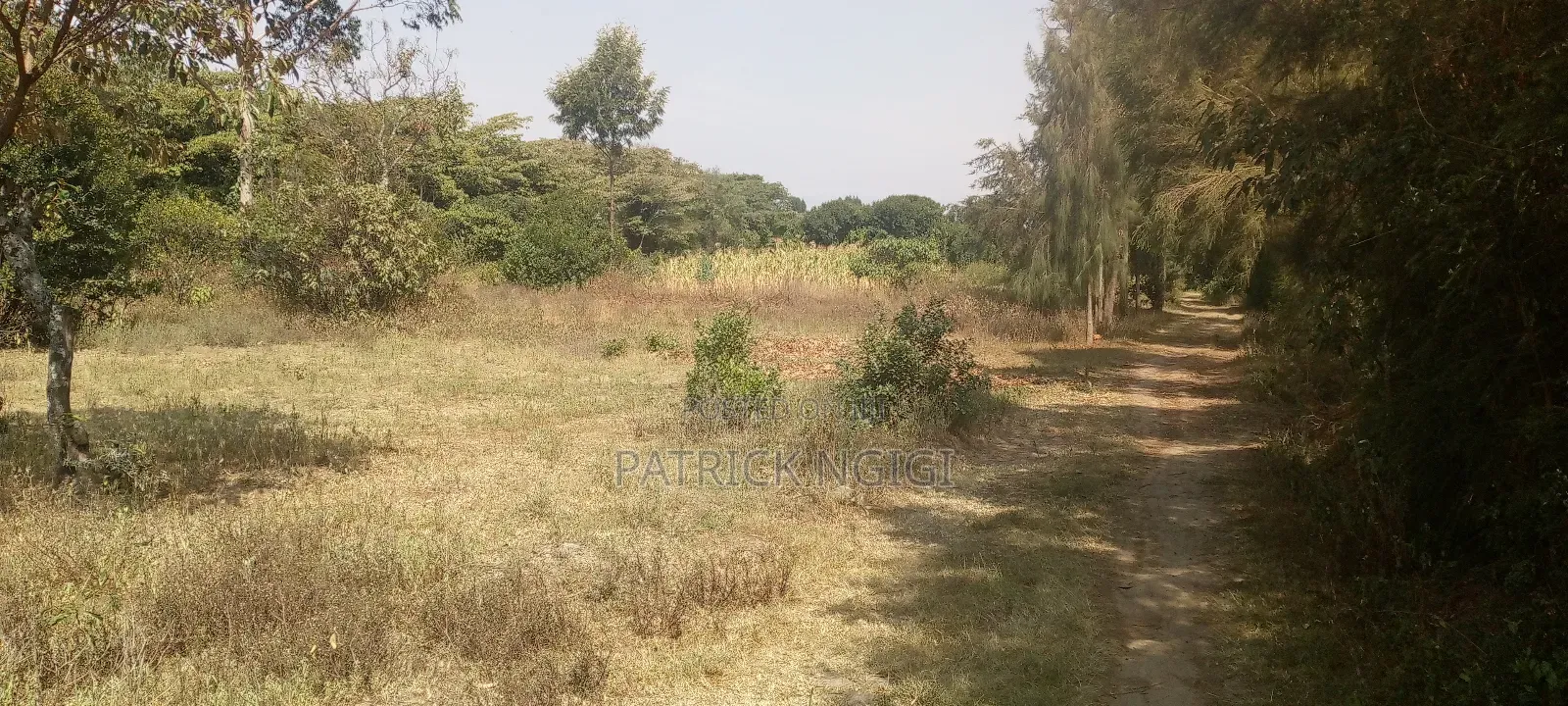 2 Plots 50×100 - 2plots100×100--1/2 Acer Plot