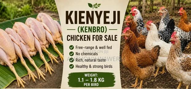 Kenbro Kienyeji