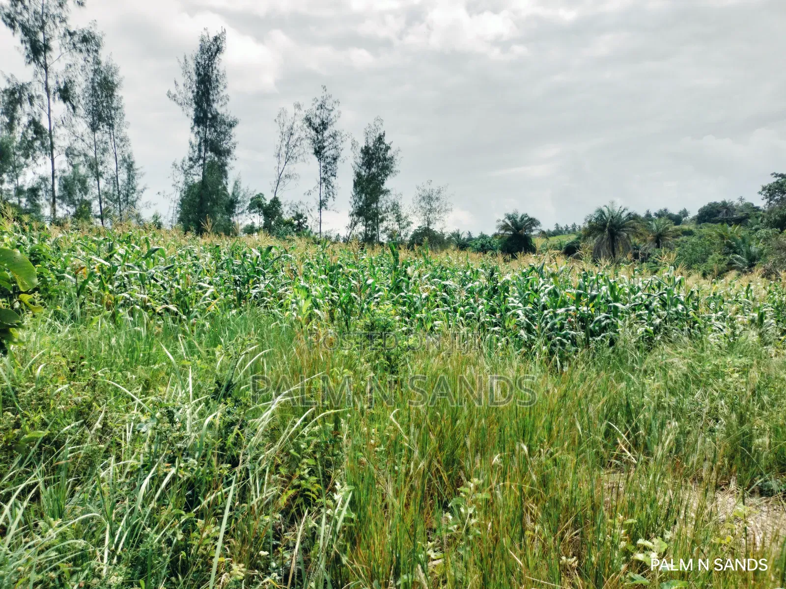  Unbeatable Value in Msambweni – 18 Acres for Only KSH 8m! 