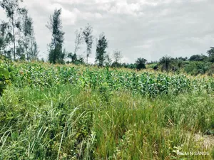  Unbeatable Value in Msambweni – 18 Acres for Only KSH 8m! 