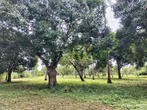  Unbeatable Value in Msambweni – 18 Acres for Only KSH 8m! 