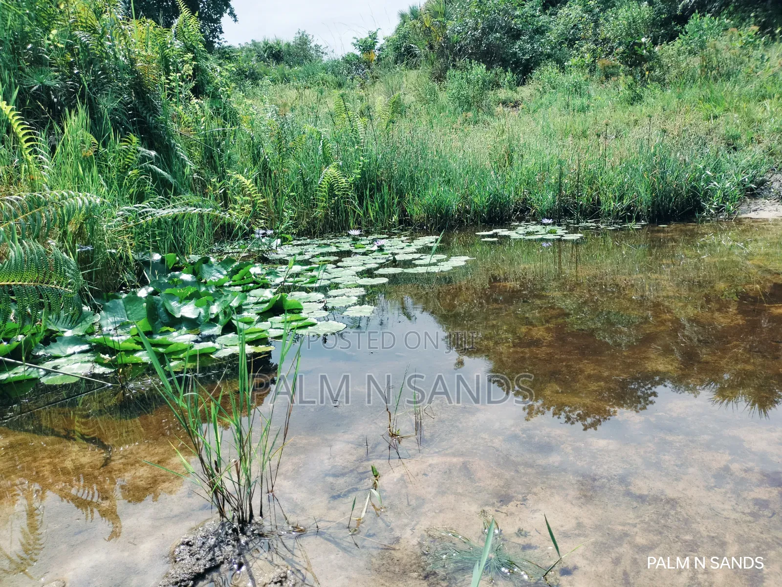  Unbeatable Value in Msambweni – 18 Acres for Only KSH 8m! 