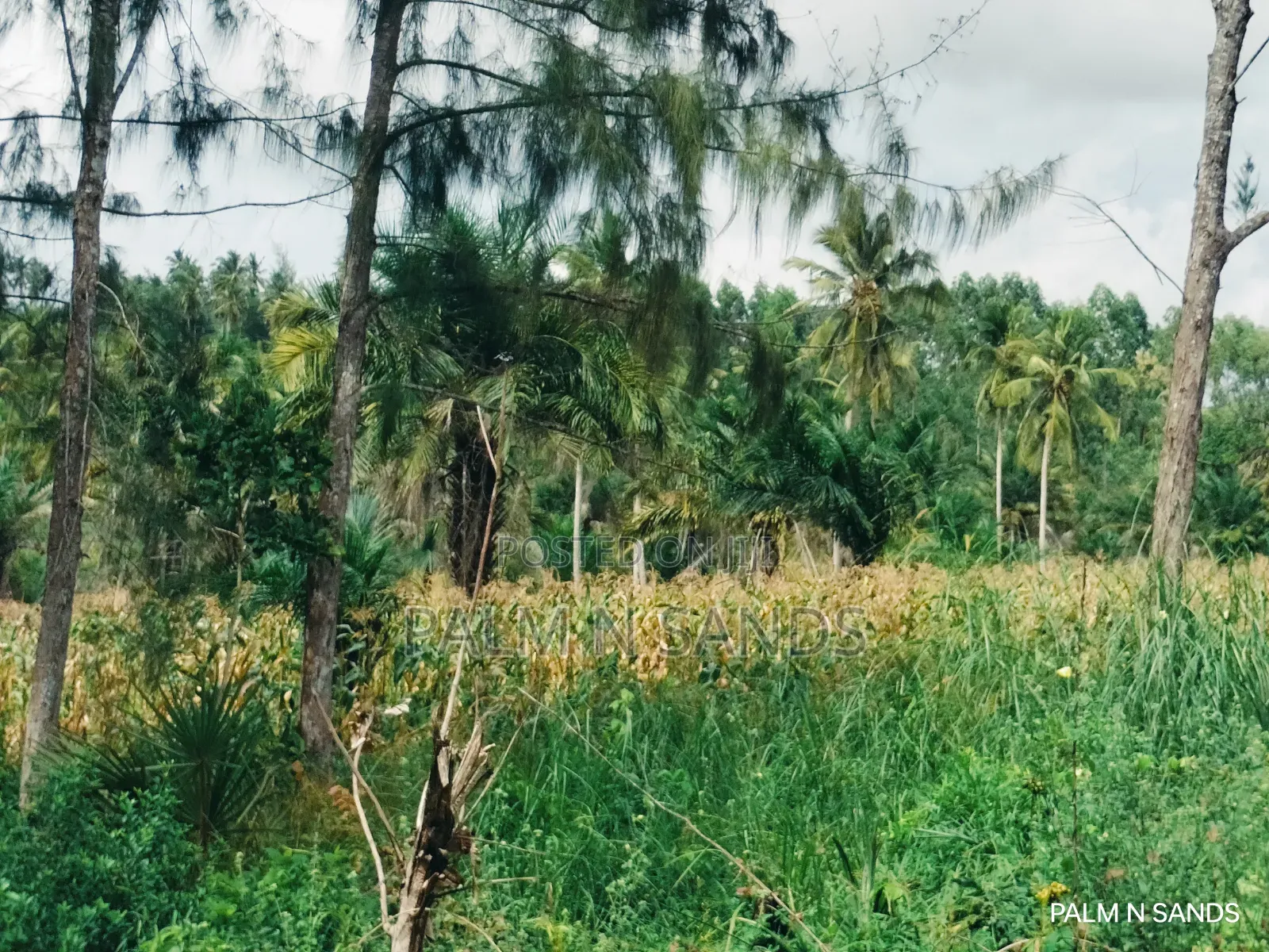  Unbeatable Value in Msambweni – 18 Acres for Only KSH 8m! 