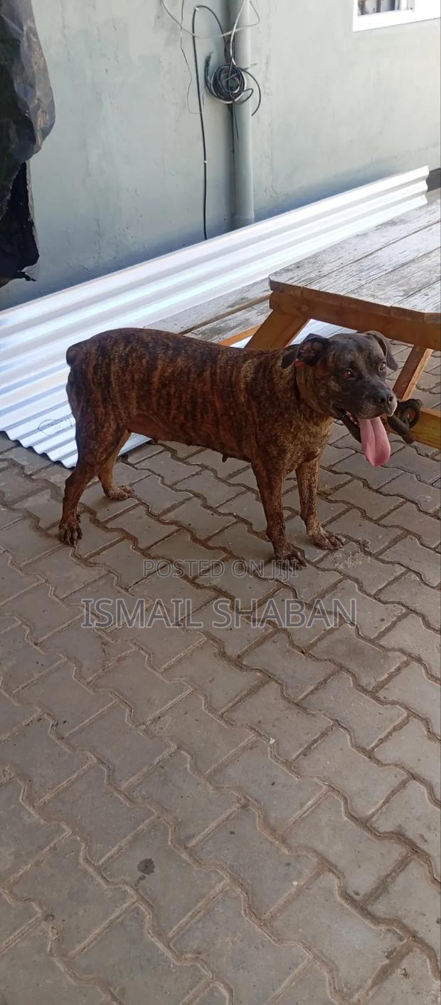 1+ year Female Purebred Boerboel