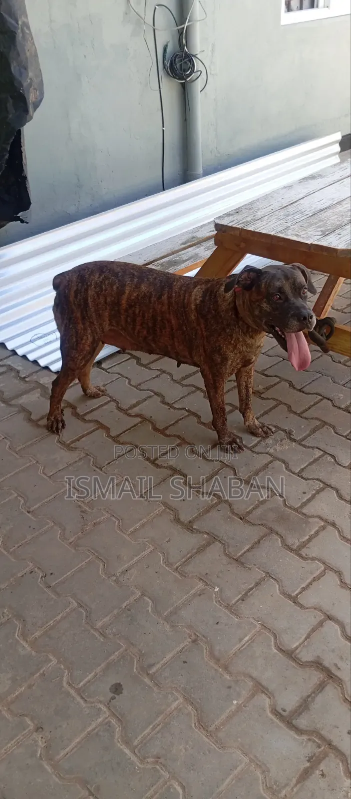 1+ year Female Purebred Boerboel