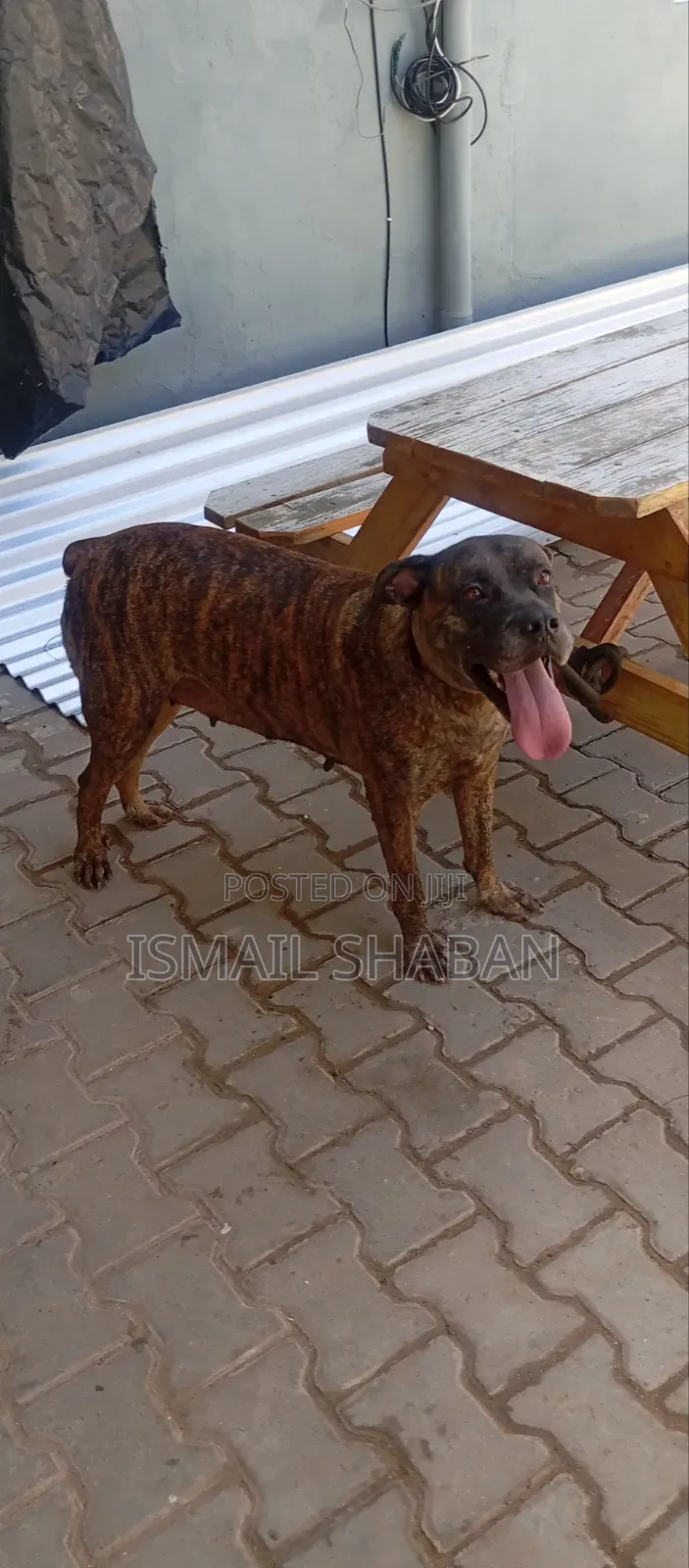 1+ year Female Purebred Boerboel