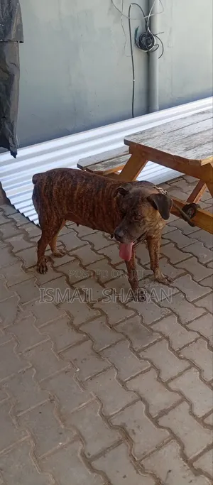 1+ year Female Purebred Boerboel